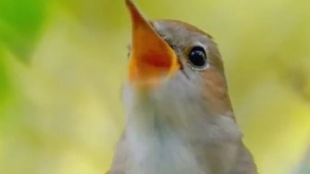 夜莺叫声，婉转悦耳