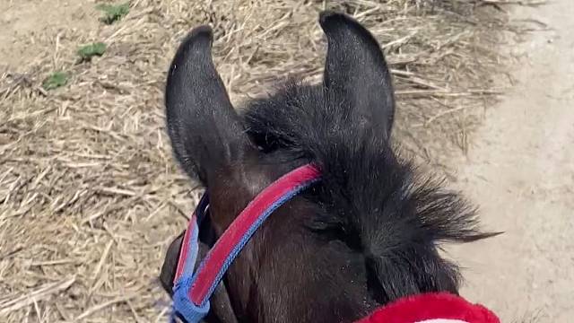 总得来一趟新疆吧！骑马