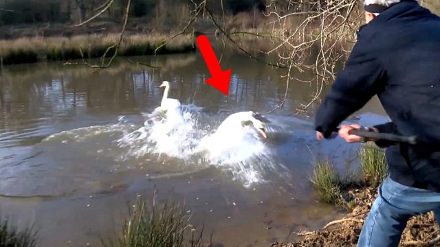 大爷徒手抓捕白天鹅，天鹅奋力挣扎反抗，大爷意欲何为？