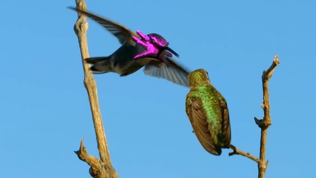 为讨老婆，它直接在喉咙上“开了朵花”：嘿，妹纸，看我！