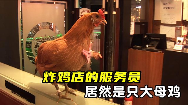 炸鸡店的员工居然是只鸡，而且还是店里的吉祥物