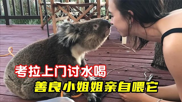 小考拉闯入后院讨水喝，善良的屋主不仅没驱赶，还亲自捧水喂它