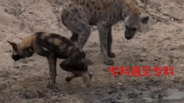 它俩在探讨什么那？