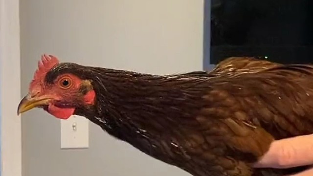 不懂就问，鸡冠头为什么不动