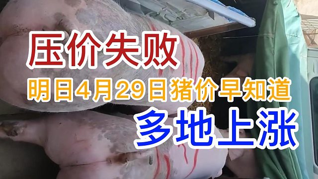 明日4月29日全国猪价早知道！压价失败多地猪价上涨#明日猪价#猪价行情#生猪价格#养猪