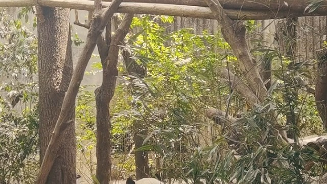 治愈系大可爱～国宝熊猫