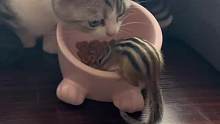 在小猫面前吃猫粮！