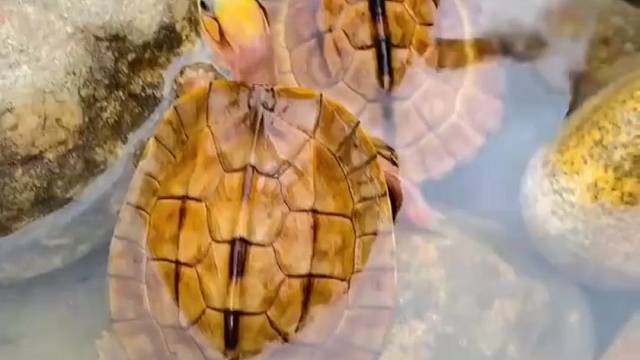 养龟环境优美自然