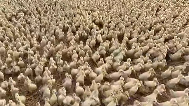 我刚才数了一下，13008只