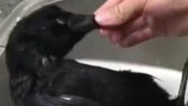 这是人能干的事