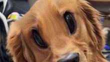 臭寶生氣臉
濾鏡名：angry dog
#這我的小狗快看啊