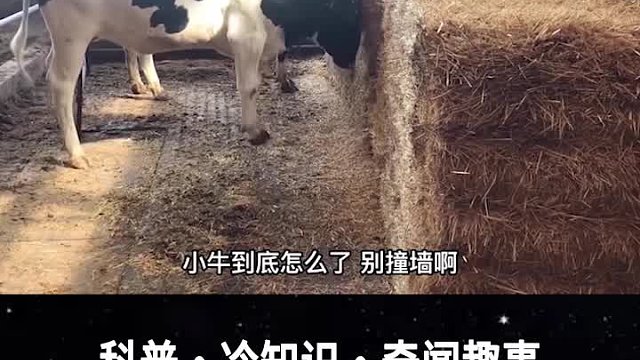 这头奶牛想撞死在草堆上，到底是什么原因导致的！