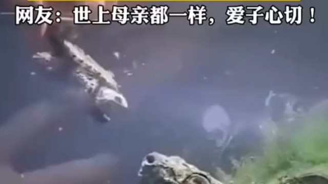 主人给鳄鱼龟喂食，当发现食物是自己孩子时瞬间扭头！