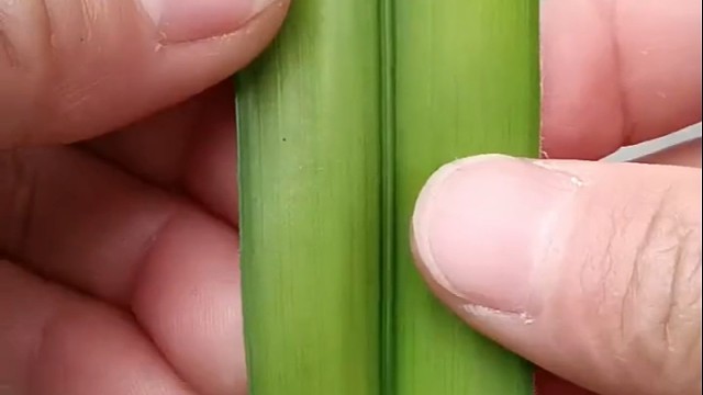 直接把视频转发给我老婆，让她自己编去