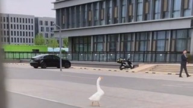 大鹅找不到主人嘎嘎乱叫，直到女子开口叫他名字之后