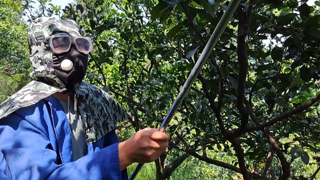给果树打药，今天天气不错