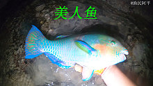 退潮后阿平赶海抓到了漂亮鱼，那颜色美得就像一条美人鱼