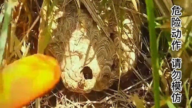 在小小的马蜂窝里挖呀挖呀挖～