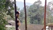 可可爱爱！熊猫团子排队上树