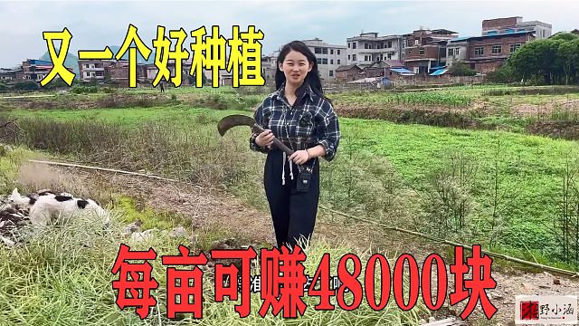 一亩产4000斤，一斤卖12元，每亩赚48000元，又一个种植新路子！