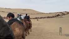 五一不在外面堵车 在沙漠里堵骆驼，骆驼：几十年没见的亲戚这几天都见完了