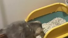 哈哈哈，这个猫猫有意思