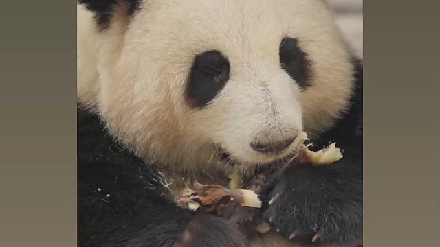 死小站骂我，比骂人我不行，我们比吃饭