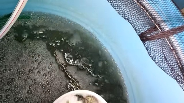 4-5公分桂花鱼苗