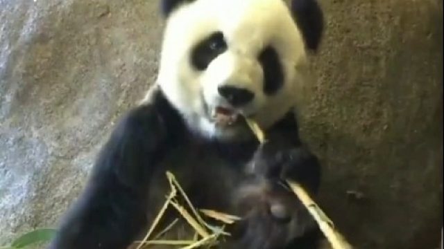 看看以前胖头胖脑的乐乐吧，乐乐的视频很少。其实我们乐乐真的很好看的