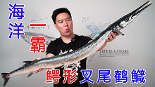 试吃海洋里的一霸，超凶猛的鳄形叉尾鹤鱵，出锅后超下饭
