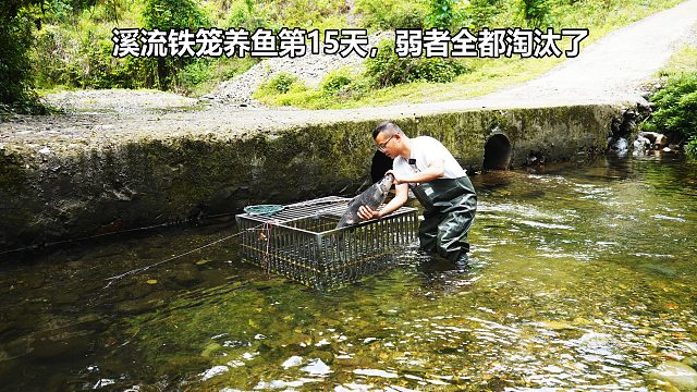 之前花1000元定制不锈钢笼，抵御洪水溪流养鱼，15天后糟糕情况还是来了