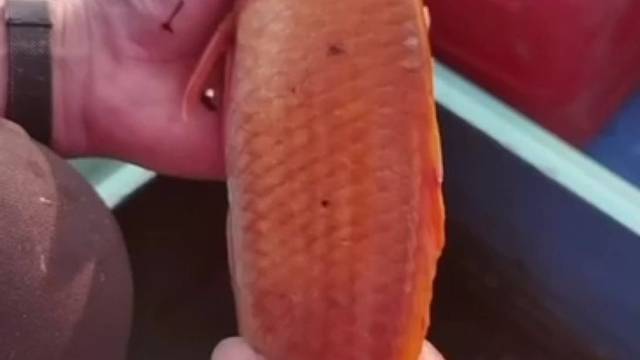 #动动你们发财小手给#户外小小鱼点点赞