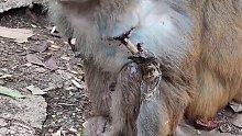不懂就问，为什么伤口没有感染，猴子没有发烧或失血过多而死