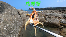 阿平赶收获了漂亮的海螺，还抓到了好多不一样的石斑鱼