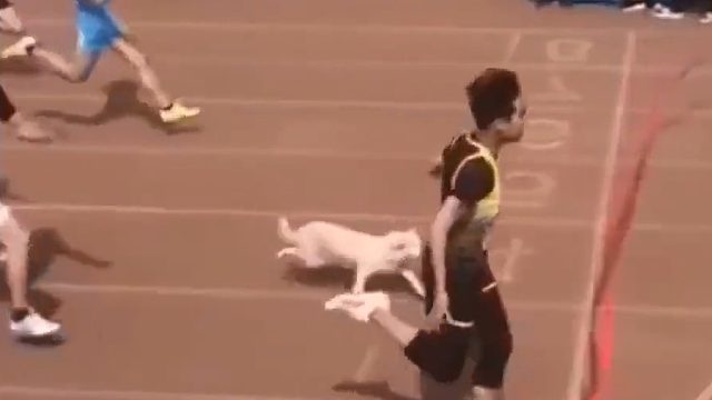 狗子这么大人了！全都输不起是吧