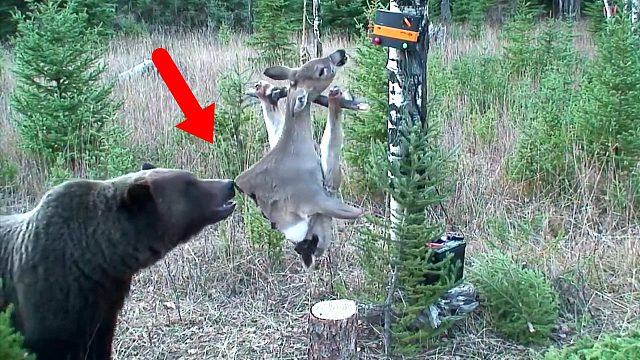 黑熊想吃高压电上的鹿，结果被电击，接下来竟直接破解人类陷阱！