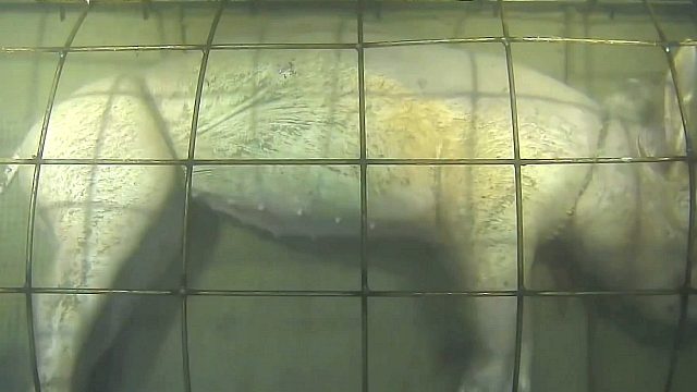 科学家把200斤的肥猪扔入海底，短短几天，猪就没了！