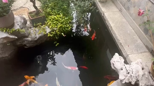 无聊的下午，喂喂鱼(〜￣▽￣)〜