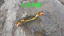 阿平赶海抓到一只大青蟹，还遇到了一条被搁浅的土鳗龙