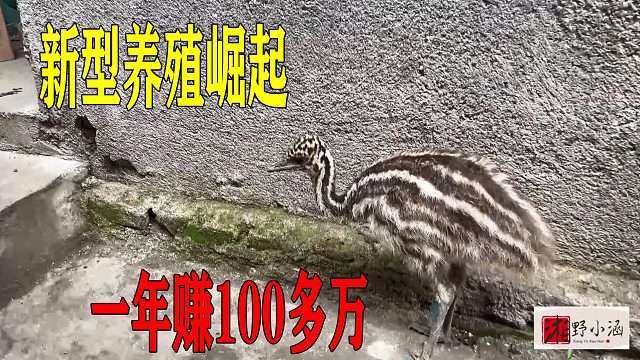 新型暴利养殖，一个多月卖600元，养好年入百万，不易生病利润高！