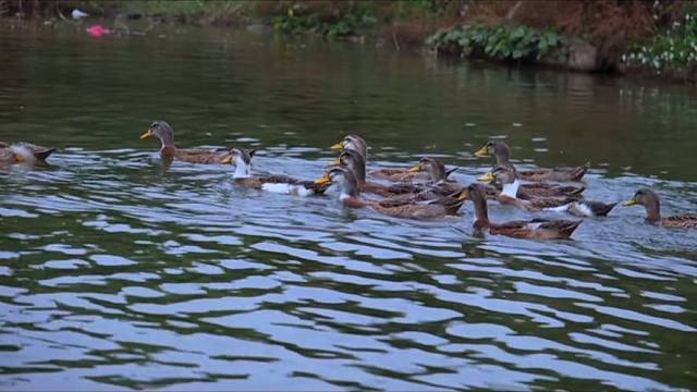 对过往的怀念对慢生活的向往
〰️

〰️