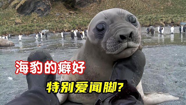 海豹对人类特别友善，不过这打招呼的方式有点上头