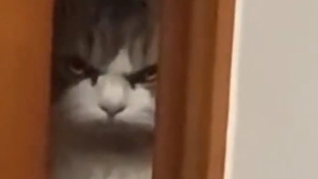 小猫偷偷躲在门缝后虎视眈眈看着主人，网友：你是不是偷吃它小鱼干了
