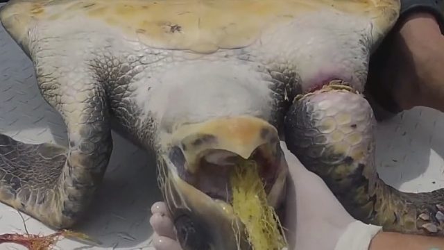 鲨鱼将受伤的海龟送上渔船，渔民竟从海龟嘴里掏出3米长渔网