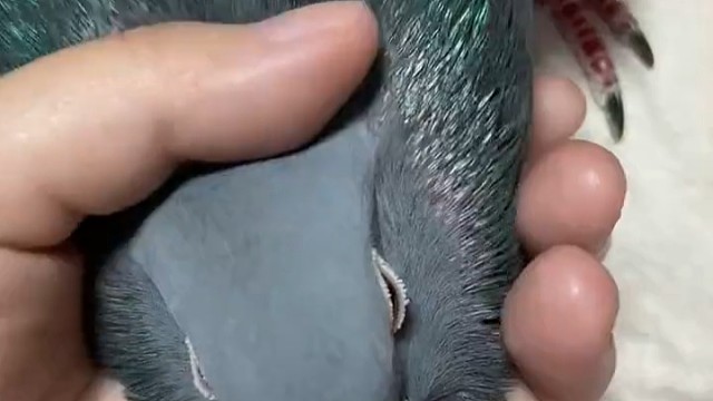 毛好亮，都反光了