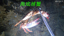 阿平潜水赶海捕获到了石斑鱼，还遇到了好多漂亮的海洋生物