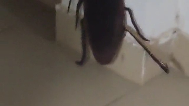 没错，这就是我们南方的蟑螂