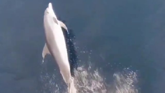 船首乘浪的海豚，仿佛乘风而动沉醉其中的舞者