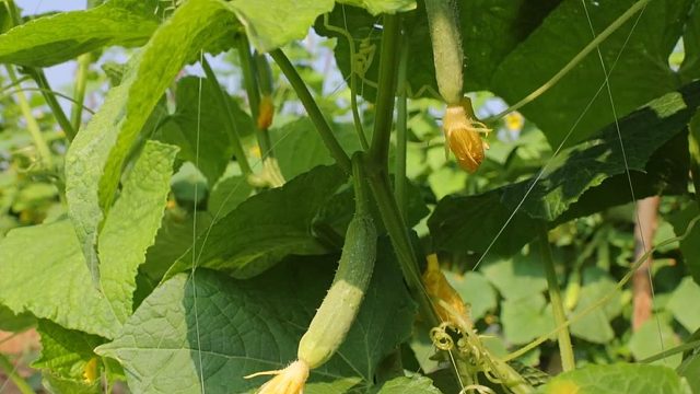 黄瓜的一生|田园生活|绿色蔬菜|黄瓜种植|种植技巧