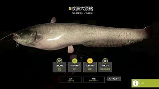 6分鐘乖乖豬